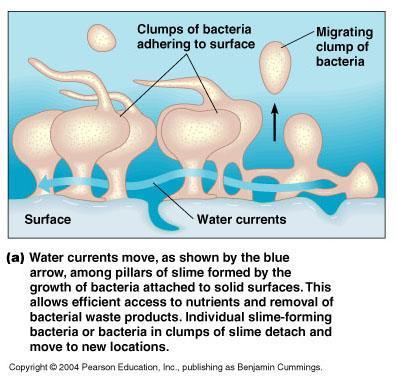 Why form a biofilm? 1. Protection from antibiotics, toxins, and immune cells 2.