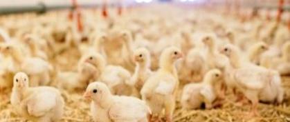 Energy Proofing Irelands Poultry Sector barry.