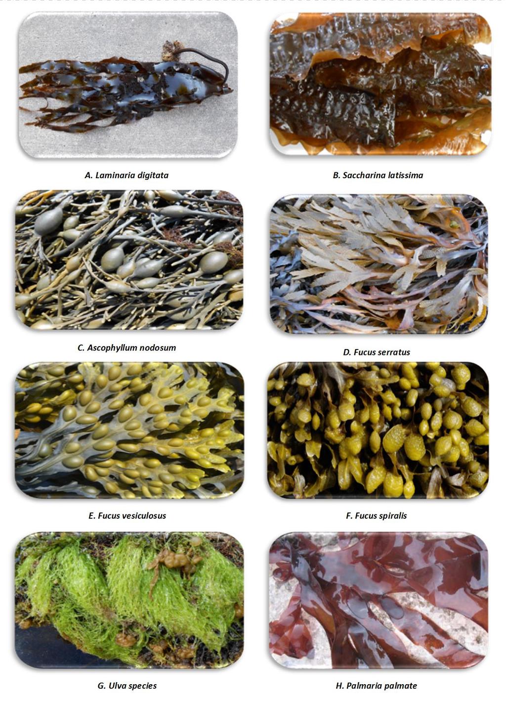 Brown Seaweeds C/N ratio in range 20 30