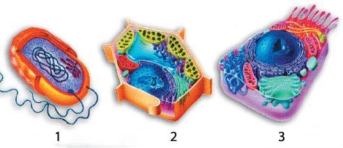 Sta>on 30 Iden>fy the type of cells above: E or P P, A, or B Which cell does NOT have a