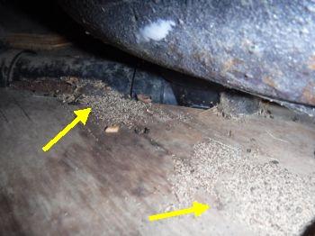 Possible wood destroying organism debris observed in exterior plumbing access for the master