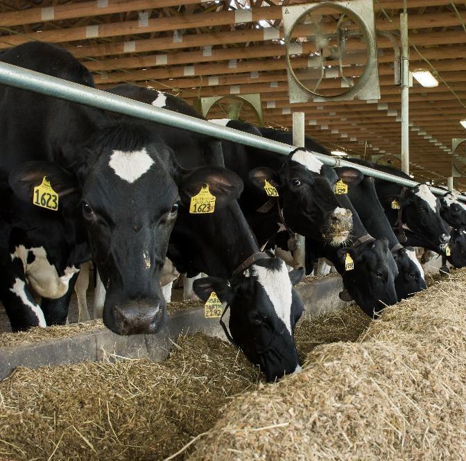 PENNSYLVANIA FARMS State s Dairy Herd is Shrinking Down 5,000 Head Over Past Two Years 525,000 Head Total Milk Production Per Cow is