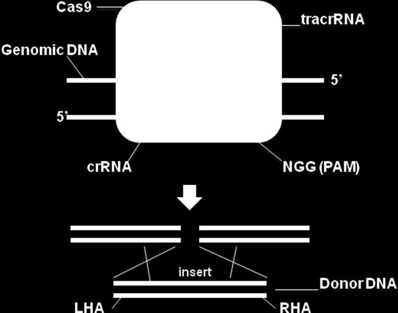 Mechanism of CRISPR/Cas9 genomic editing: A target sequence-specific guide RNA molecule (grna) directs a Cas endonuclease to the genomic DNA target sequence.