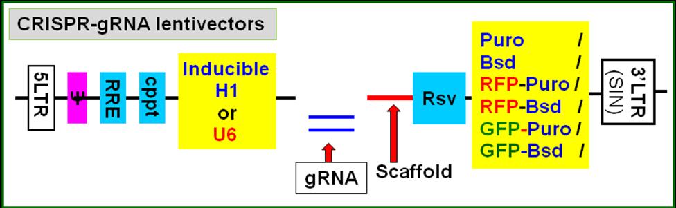 synthesize the oligo and clone it into grna lentivector that contains the tracrrna (the scaffold).