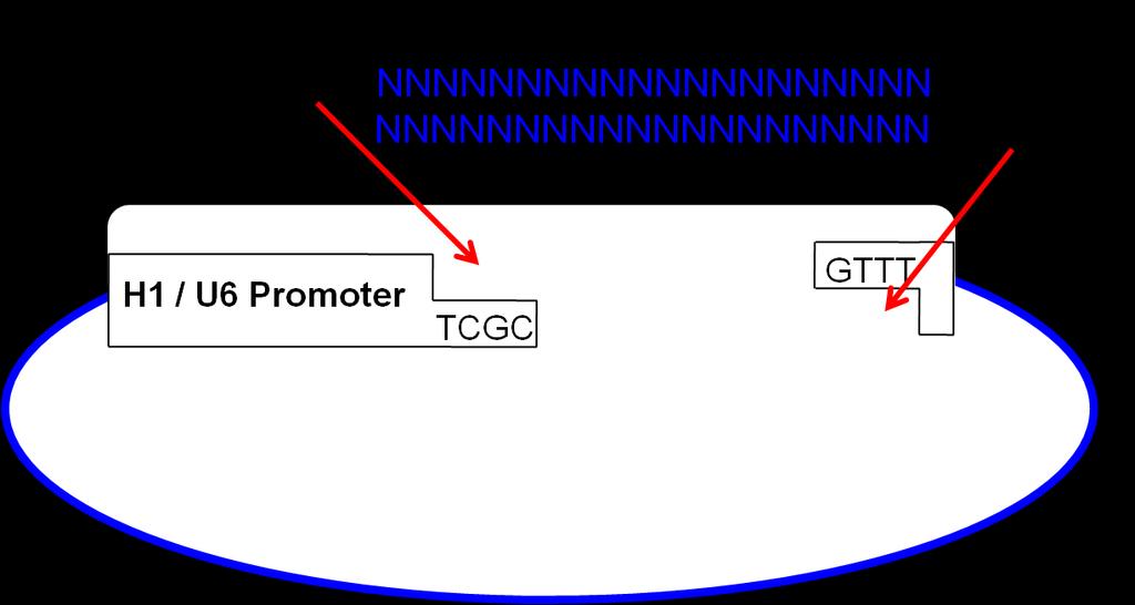 The grna is driven by either human U6 promoter, or by modified H1 promoter (an optional inducible promoter).