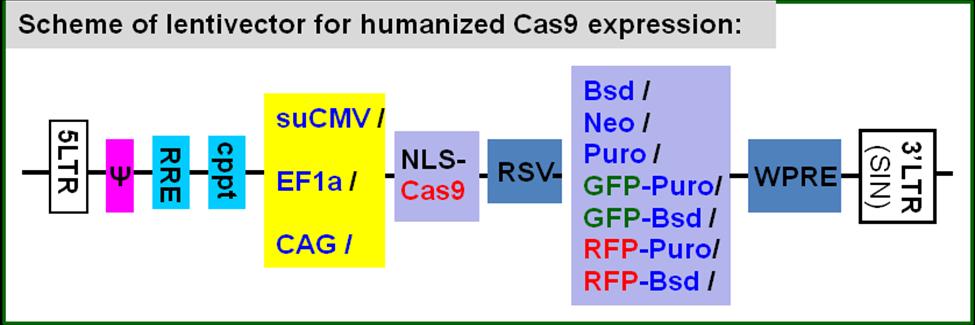 CRISPR vector). However, because of the vector's size, the All-in-one vector greatly decreases the transfection based delivery or greatly decreases the lentivirus titer for virus based delivery.