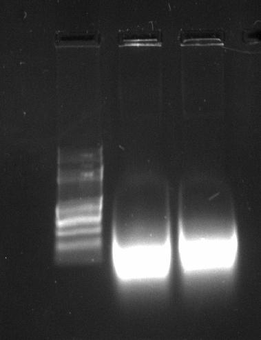 Transformed a 1 ml aliqot of competent XL1 blue with 25ul of row mix PCR reaction diluted with 100ul sterile, RNAse free water.