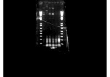 Wednesday, 7/11 Ran gels until discovered that right ones should be made with nonlowmelt agarose, heated for 2 or more minutes, and that used PCR reactions are blurry themselves due to cellular gunk
