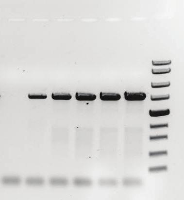 It is recommended to take a 5 μl sample from the PCR reaction for agarose gel electrophoresis to verify the success of the amplifi cation.