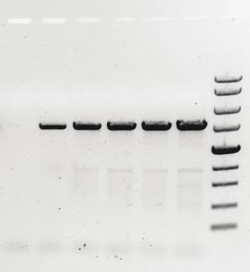 Ligation and transformation 15 µl of the PCR reaction is mixed with 5 μl of Anza T4 Ligase Master Mix by pipetting up and down, then centrifuged briefl y, and incubated at room temperature for 15