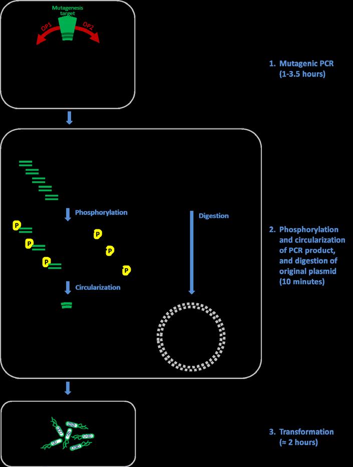 Figure 1. Steps involved in EZ Mutation site-directed DNA mutagenesis.