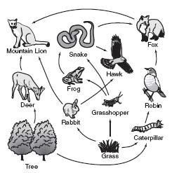 a. D b. B c. A d. C Figure 3 4 35. Which of the following is a food chain in the food web shown in Figure 3 4? a. grass, caterpillar, robin, hawk b. tree, rabbit, hawk, snake c.