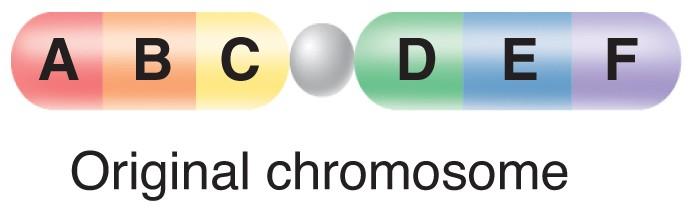 Chromosomal Of Structure A chromosomal mutation is any change in DNA resulting from a change in chromosome 1)