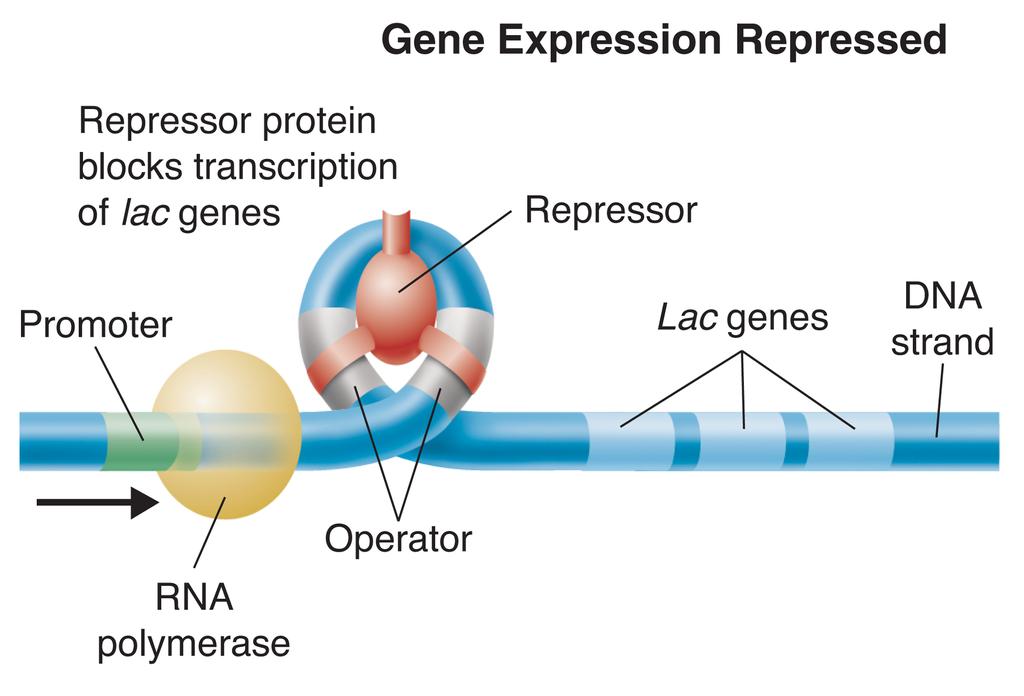 12-5 Gene Regulation: A Prokaryotic Example RNA Polymerase An operon is a set of linked prokaryotic genes plus their regulatory elements. The operon in this diagram is the Lac operon found in E. coli.