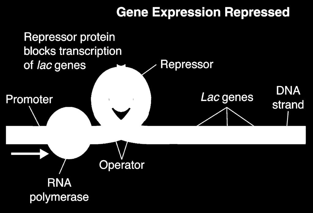 The promoter region is a sequence of DNA where RNA Polymerase can bind. The operator region is a sequence of DNA where the Repressor can bind.