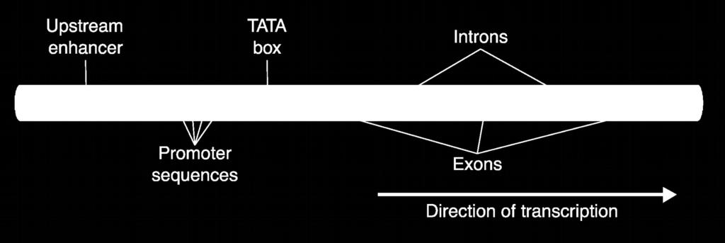 This diagram is different because it represents the regulation of only one gene with introns and exons, shows multiple Promoter sequences, includes a TATA box and an upstream enhancer sequence not
