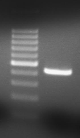 LIBRARY VALIDATION Figure 2. Gel validation of the NEXTflex 16S V4 Amplicon PCR product.