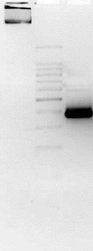 LIBRARY VALIDATION LIBRARY VALIDATION Figure 2. Gel validation of the NEXTflex 16S V4 Amplicon PCR product (30 cycles).
