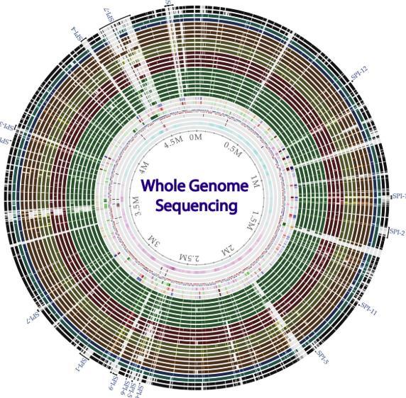 Whole Genome Sequencing Tracing Whole genome sequencing reveals the complete DNA make-up of an organism, enabling us to better understand