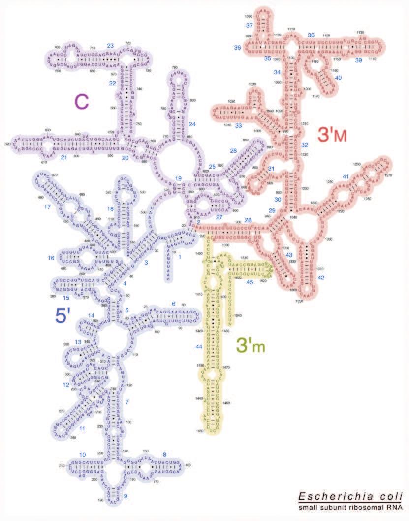 16S ribosomal DNA for microbial profiling V1 V2 V3 V4 V5 V6 V7 V8 V9 C1 C2 C3 C4 C5 C6 C7 C8 C9 16S rrna forms part of bacterial ribosomes.