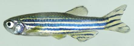 Zebrafish transparent embryos (ideal for microscopy)