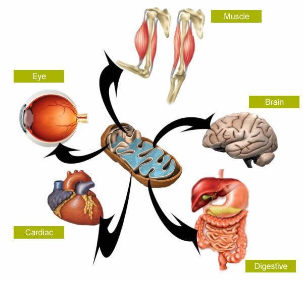 Mitochondrial conditions Mitochondrial disease affects tissues in the body which have a high energy demand such as brain, skeletal muscle and heart.