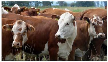 Genetic selection of efficient animals (eat less, produce the same) Efficient cattle produced 24% less methane/kg gain (Hegarty et al. 27.