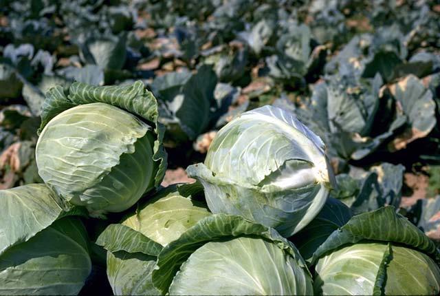 Cabbage engineered for resistance to major pest - cabbage