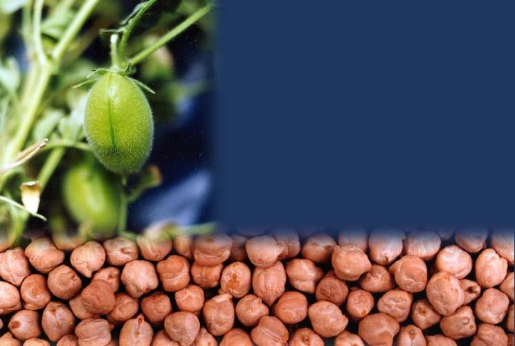Chickpea engineered for resistance to pod borer SOURCE: