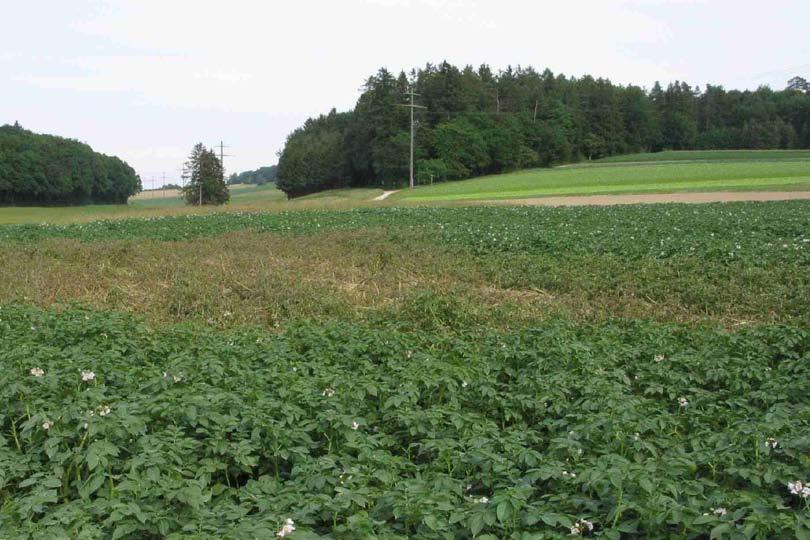 Potatoes engineered for resistance to late