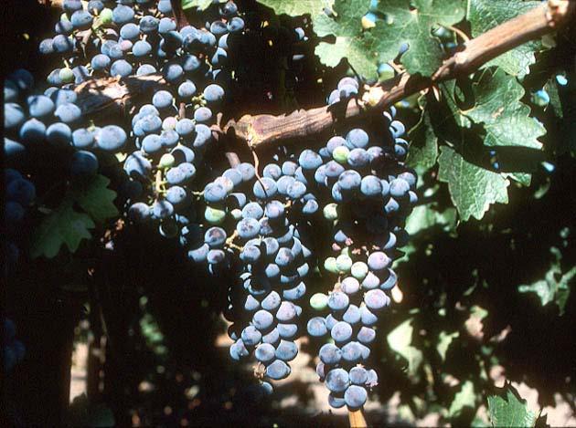 GE grape root stocks engineered for protection against fanleaf virus: field