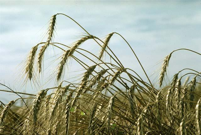 Drought tolerant wheat (using DREB1A gene) SOURCES: Haake et al.