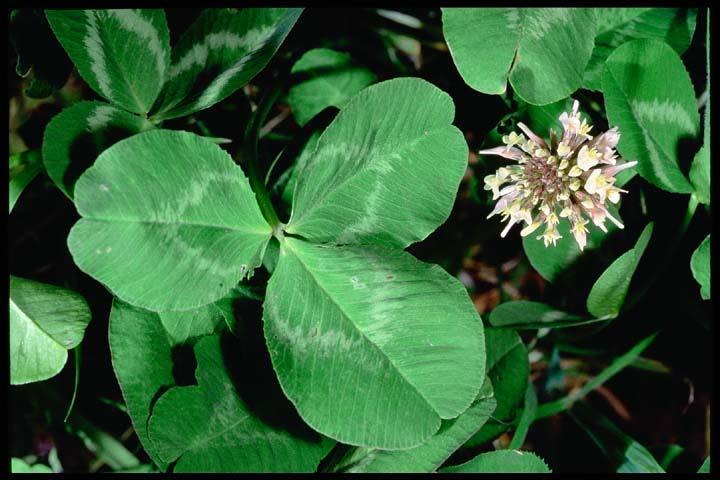 Genetically engineered clover delivers edible vaccine against