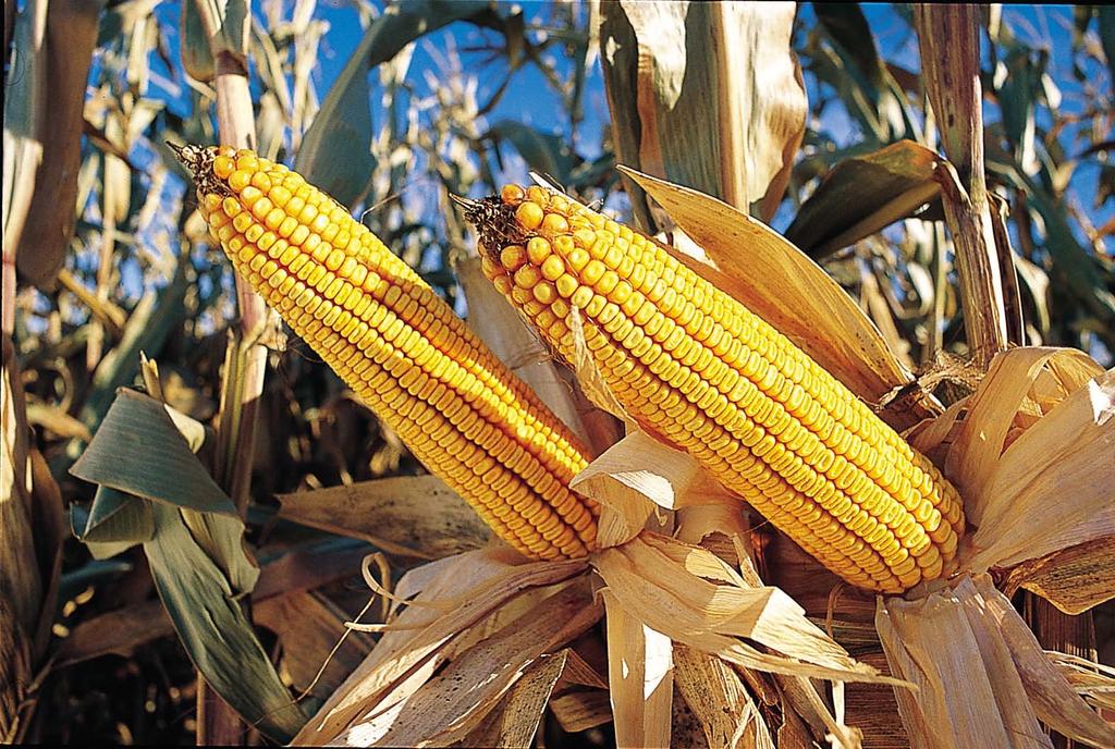 Next Come Stacked traits like corn engineered with three traits But it is still B.t. and herbicide tolerance SOURCE: FarmWeek, December 14, 2004 http://farmweek.