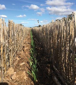 Yield t/h 8 7 6 5 4 3 2 1 0 bc b b b b b b Long stubble control (NTSR) b Long stubble (NTSR) b Strw removed bc Cultivted (one pss) Stubble tretment Cultivte (one pss) Burnt bc 2014 2015 2016 bc Short