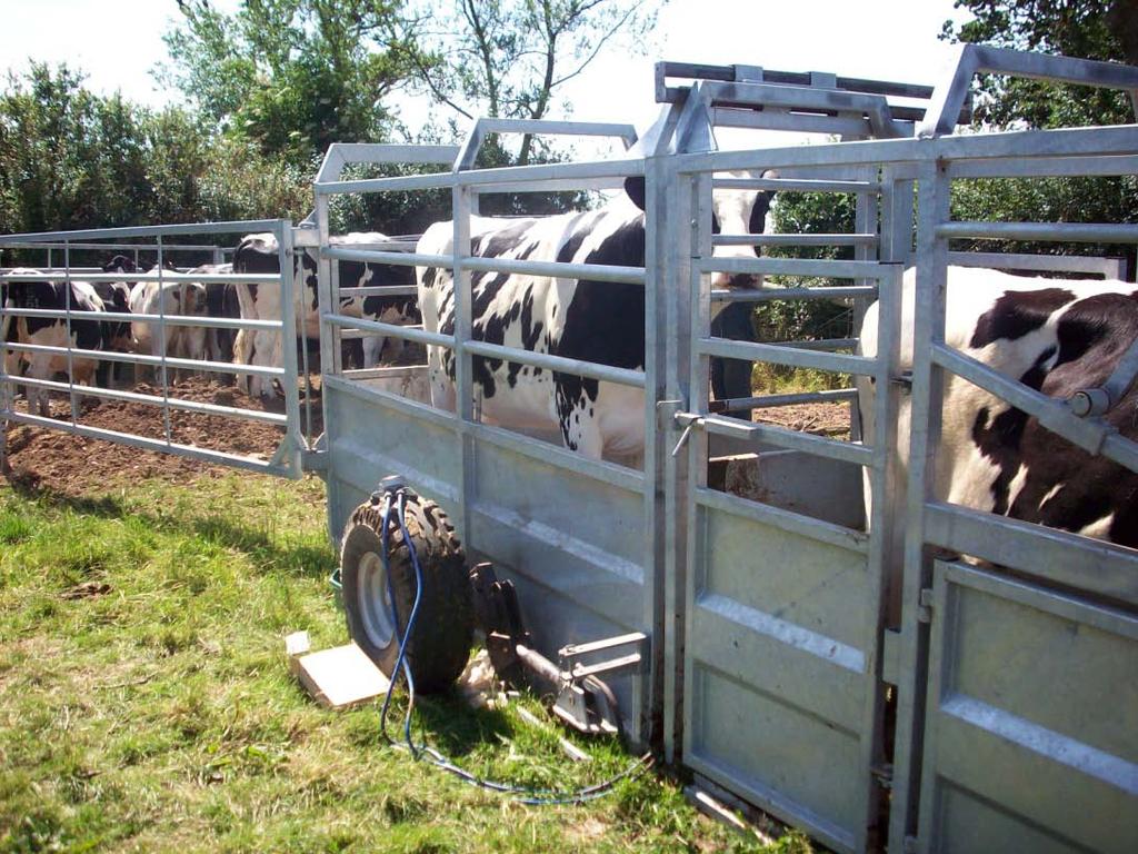 Plate 7. Weighing the heifers on completion of the trial in July 2.