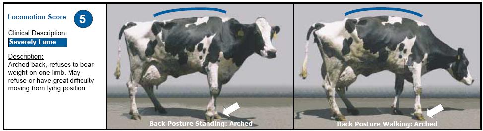 Use of locomotion scoring is effective for early detection of claw (hoof) disorders, monitoring