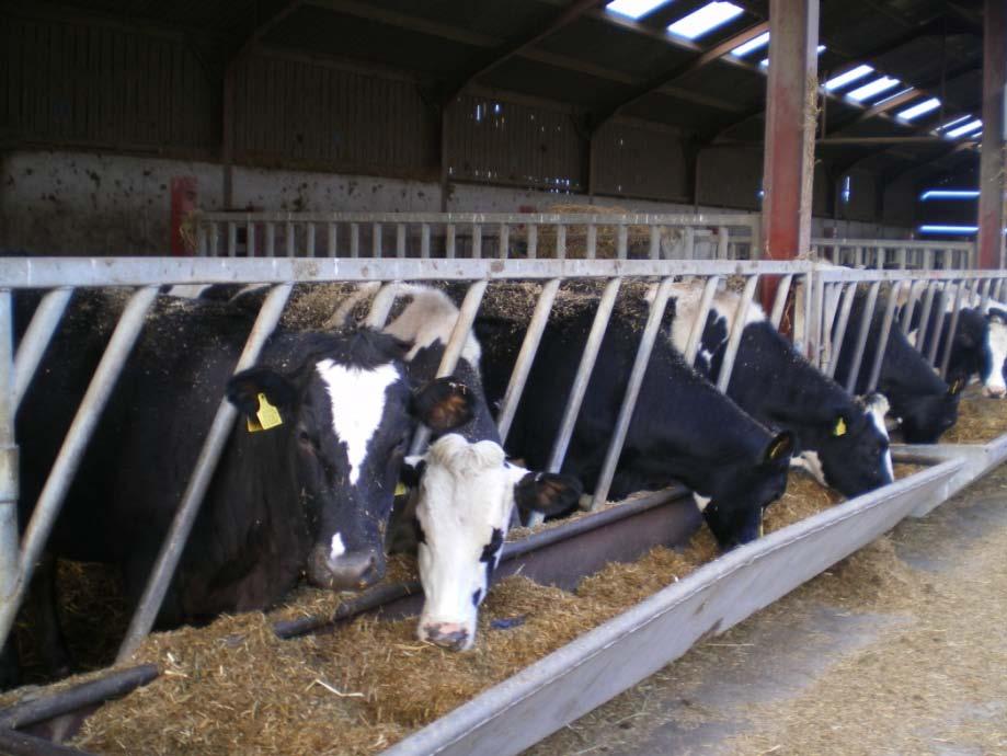 2.1.2 Housed heifers Heifers allocated to this treatment were housed in a straw bedded yard, at first (9.8m x 9.6m) and then later (9.8m x 19.2m) as more shed space became available.