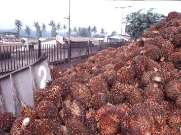 Sustainable Palm Biomass
