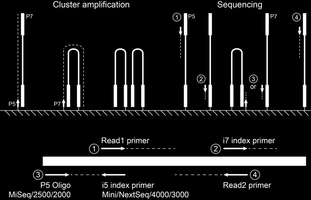 Index hopping during multiplexed sequencing Index hopping can occur on the P5 and P7 side www.illumina.
