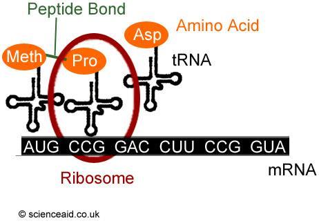 Step 2 = Translation trna carries amino acids to