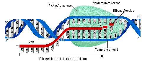 RNA mrna = carries DNA