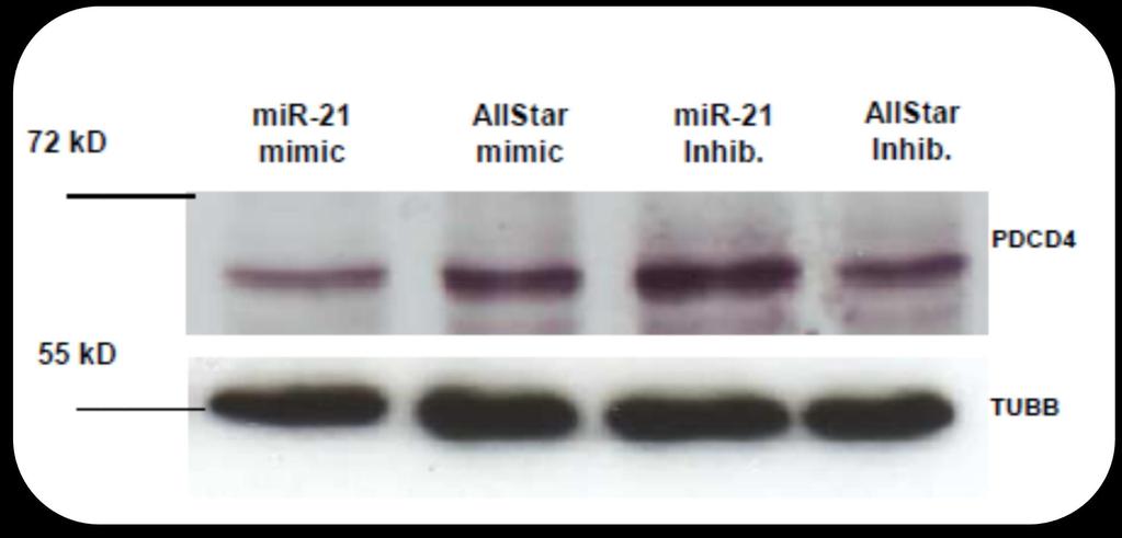 Transfection of mir-21 mimic leads to further reduction of endogenously