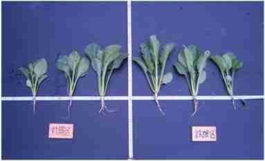 Fig-23 Picture showing result of Test Cultivation for