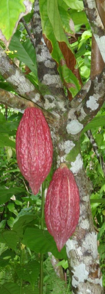 Using agrobiodiversity for positive outcomes example of speciality cocoa in Samoa Cocoa is a relatively high-value commodity Can Pacific islands compete in ordinary cocoa market?