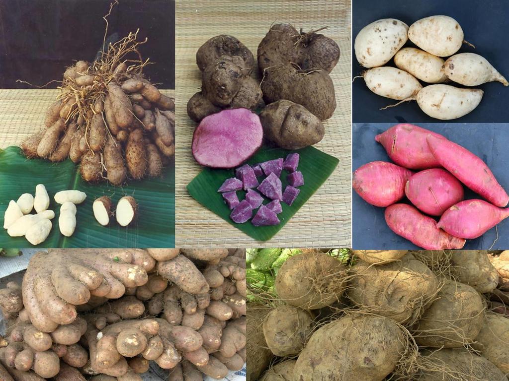 Diversity of Root and