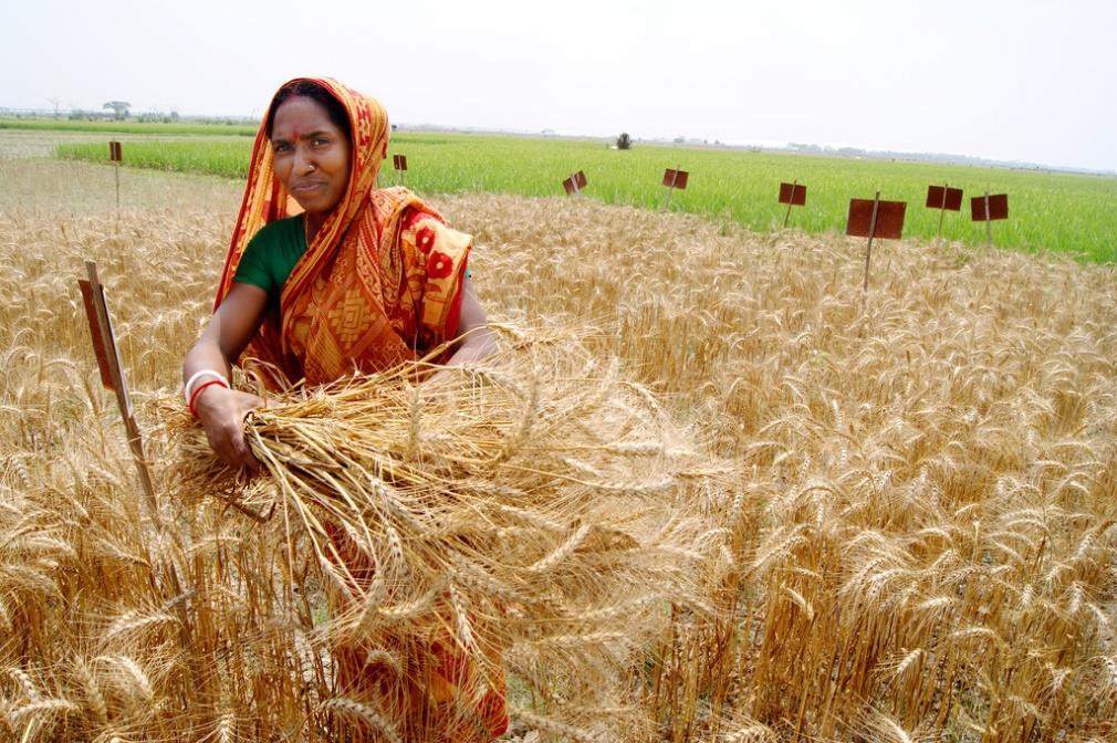 Climate Change Impact in South Asia A 2 C rise in temperature rise + 7 % increase in precipitation : 3 % loss in net farm