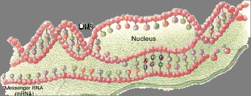 DNA is Transcribed to mrna DNA transcription begins with the unwinding and opening of the DNA