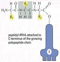 Protein Biosynthesis - Elongation