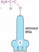 Amino Acid Into a Protein